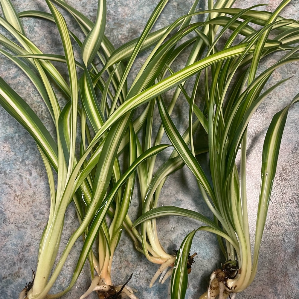 Spider Plant Starter